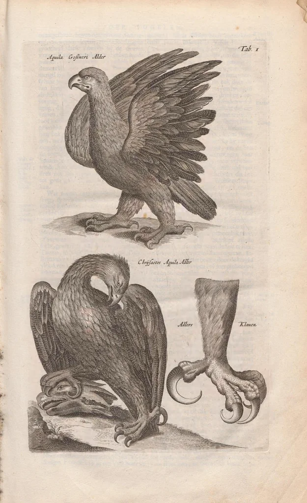 An illustration from Dr. I. Ionstons Beschrijving vande natuur der vogelen neffens haer beeldenissen in koper gesneden, 1660, leaf 11