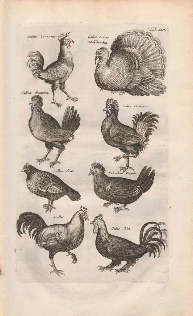 An illustration from Dr. I. Ionstons Beschrijving vande natuur der vogelen neffens haer beeldenissen in koper gesneden, 1660, leaf 127