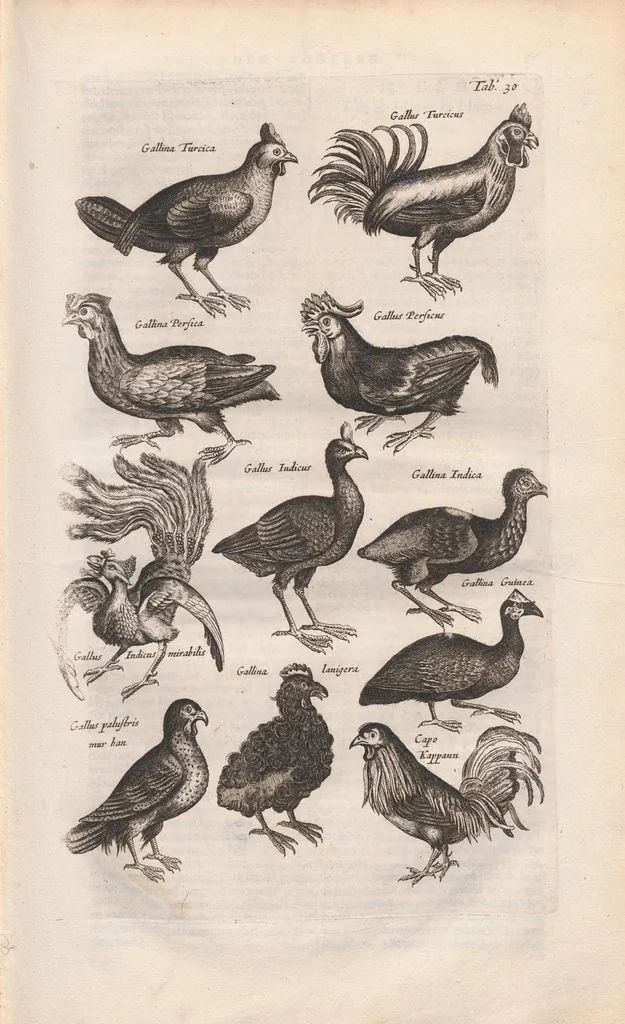 An illustration from Dr. I. Ionstons Beschrijving vande natuur der vogelen neffens haer beeldenissen in koper gesneden, 1660, leaf 129
