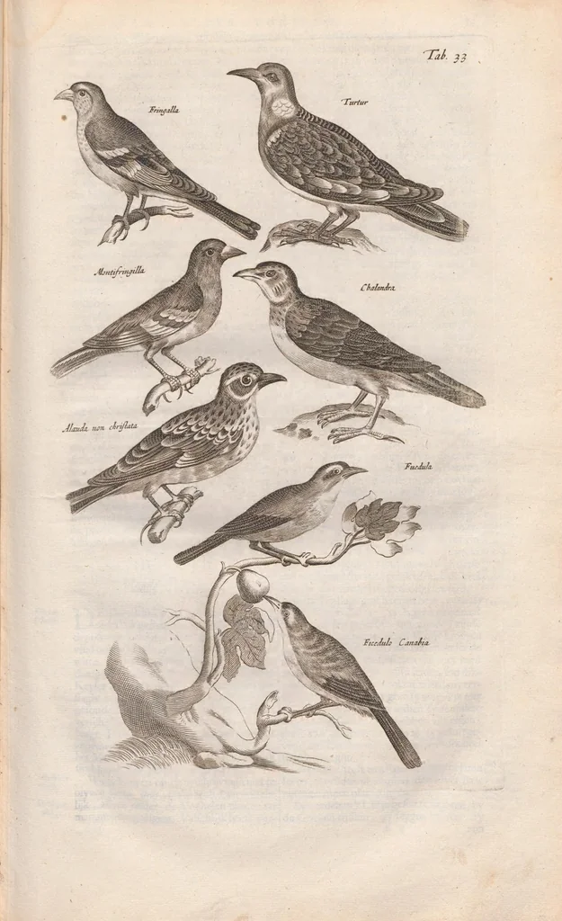 An illustration from Dr. I. Ionstons Beschrijving vande natuur der vogelen neffens haer beeldenissen in koper gesneden, 1660, leaf 143