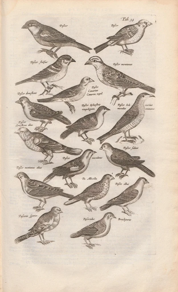 An illustration from Dr. I. Ionstons Beschrijving vande natuur der vogelen neffens haer beeldenissen in koper gesneden, 1660, leaf 147
