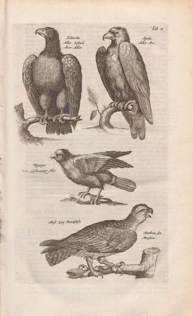 An illustration from Dr. I. Ionstons Beschrijving vande natuur der vogelen neffens haer beeldenissen in koper gesneden, 1660, leaf 15