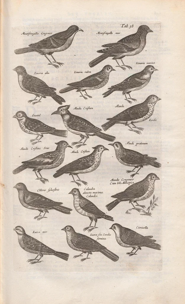 An illustration from Dr. I. Ionstons Beschrijving vande natuur der vogelen neffens haer beeldenissen in koper gesneden, 1660, leaf 161