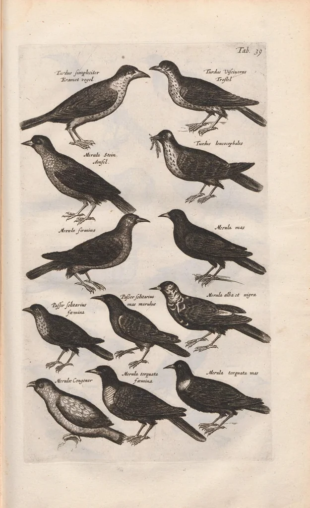 An illustration from Dr. I. Ionstons Beschrijving vande natuur der vogelen neffens haer beeldenissen in koper gesneden, 1660, leaf 167