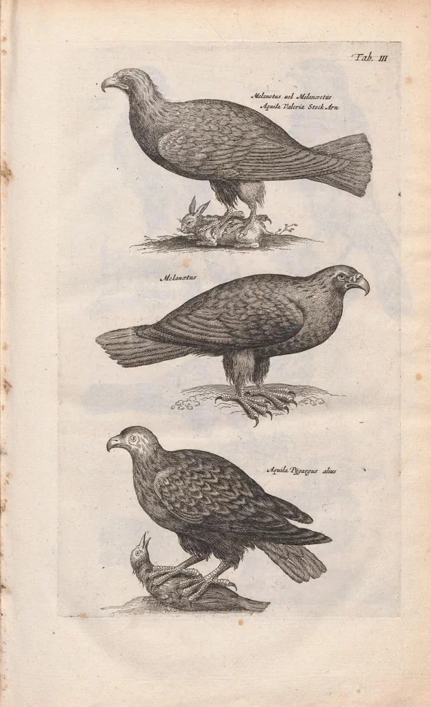 An illustration from Dr. I. Ionstons Beschrijving vande natuur der vogelen neffens haer beeldenissen in koper gesneden, 1660, leaf 19
