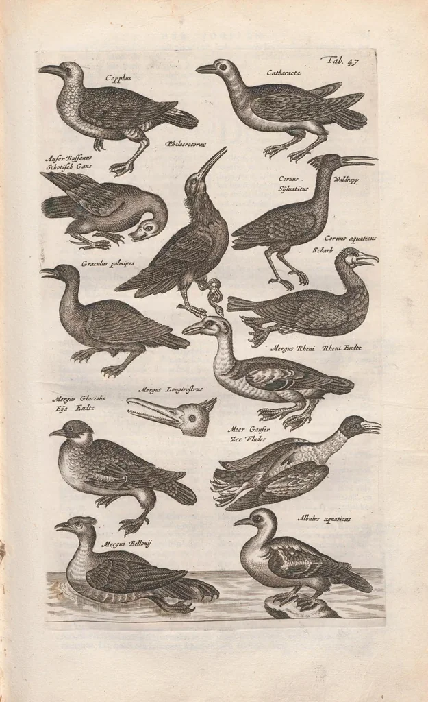 An illustration from Dr. I. Ionstons Beschrijving vande natuur der vogelen neffens haer beeldenissen in koper gesneden, 1660, leaf 203