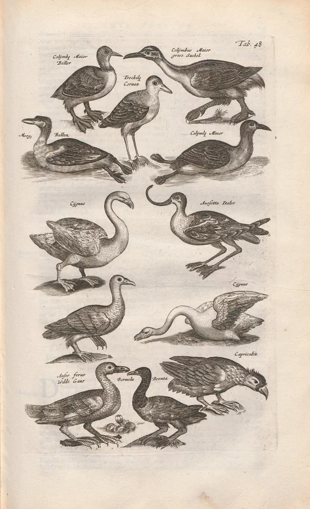 An illustration from Dr. I. Ionstons Beschrijving vande natuur der vogelen neffens haer beeldenissen in koper gesneden, 1660, leaf 207