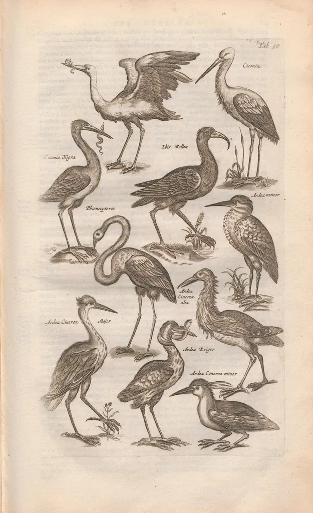An illustration from Dr. I. Ionstons Beschrijving vande natuur der vogelen neffens haer beeldenissen in koper gesneden, 1660, leaf 221