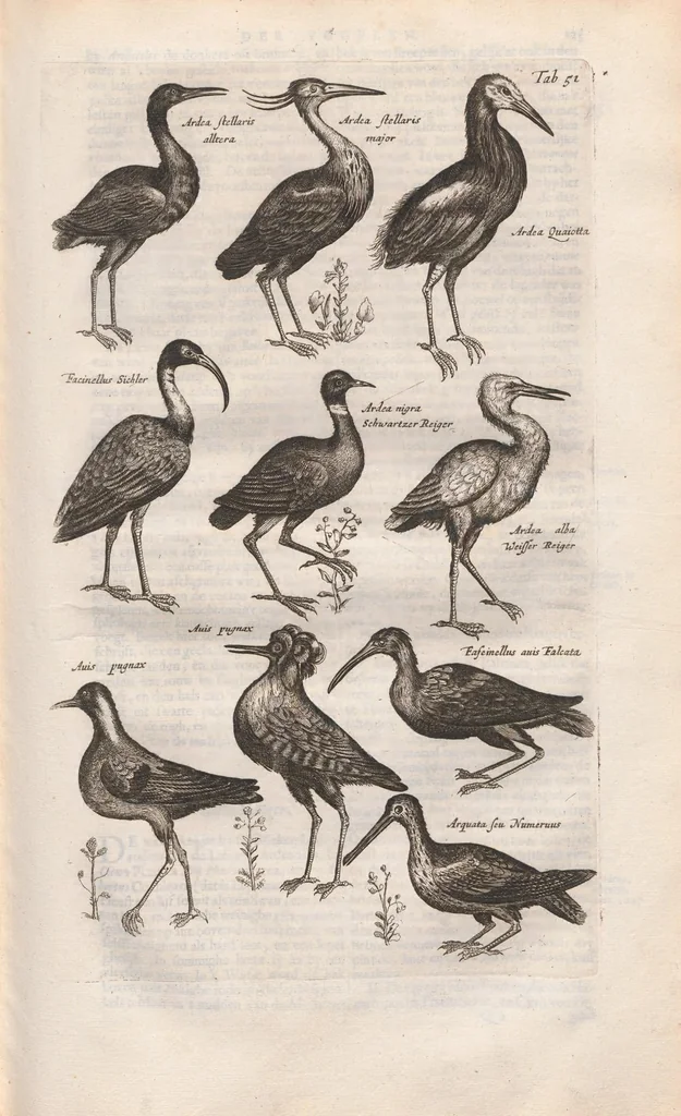 An illustration from Dr. I. Ionstons Beschrijving vande natuur der vogelen neffens haer beeldenissen in koper gesneden, 1660, leaf 227