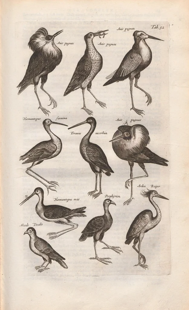 An illustration from Dr. I. Ionstons Beschrijving vande natuur der vogelen neffens haer beeldenissen in koper gesneden, 1660, leaf 231