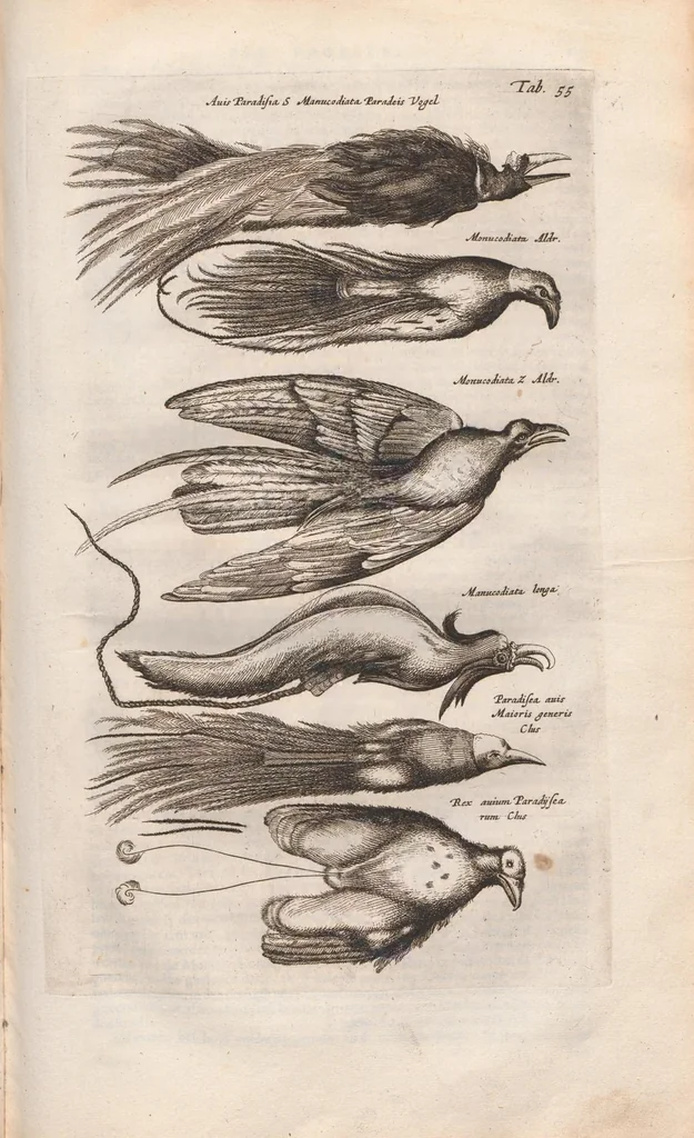 An illustration from Dr. I. Ionstons Beschrijving vande natuur der vogelen neffens haer beeldenissen in koper gesneden, 1660, leaf 249