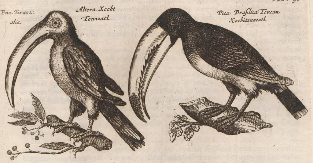 An illustration from Dr. I. Ionstons Beschrijving vande natuur der vogelen neffens haer beeldenissen in koper gesneden, 1660, leaf 253