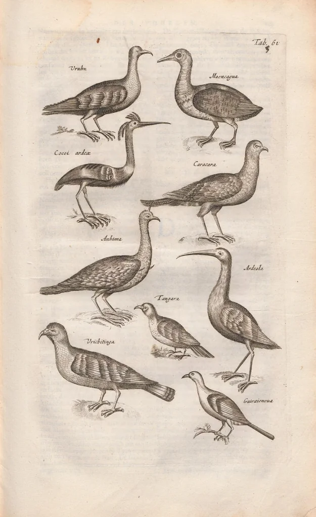 An illustration from Dr. I. Ionstons Beschrijving vande natuur der vogelen neffens haer beeldenissen in koper gesneden, 1660, leaf 285
