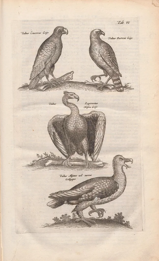 An illustration from Dr. I. Ionstons Beschrijving vande natuur der vogelen neffens haer beeldenissen in koper gesneden, 1660, leaf 29