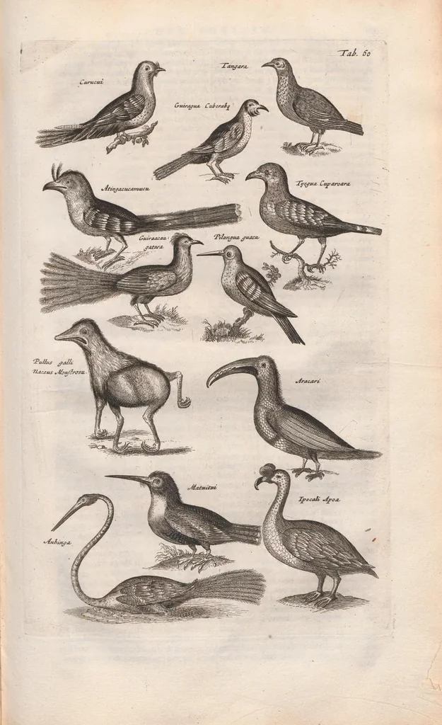 An illustration from Dr. I. Ionstons Beschrijving vande natuur der vogelen neffens haer beeldenissen in koper gesneden, 1660, leaf 293