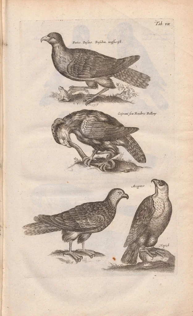 An illustration from Dr. I. Ionstons Beschrijving vande natuur der vogelen neffens haer beeldenissen in koper gesneden, 1660, leaf 33