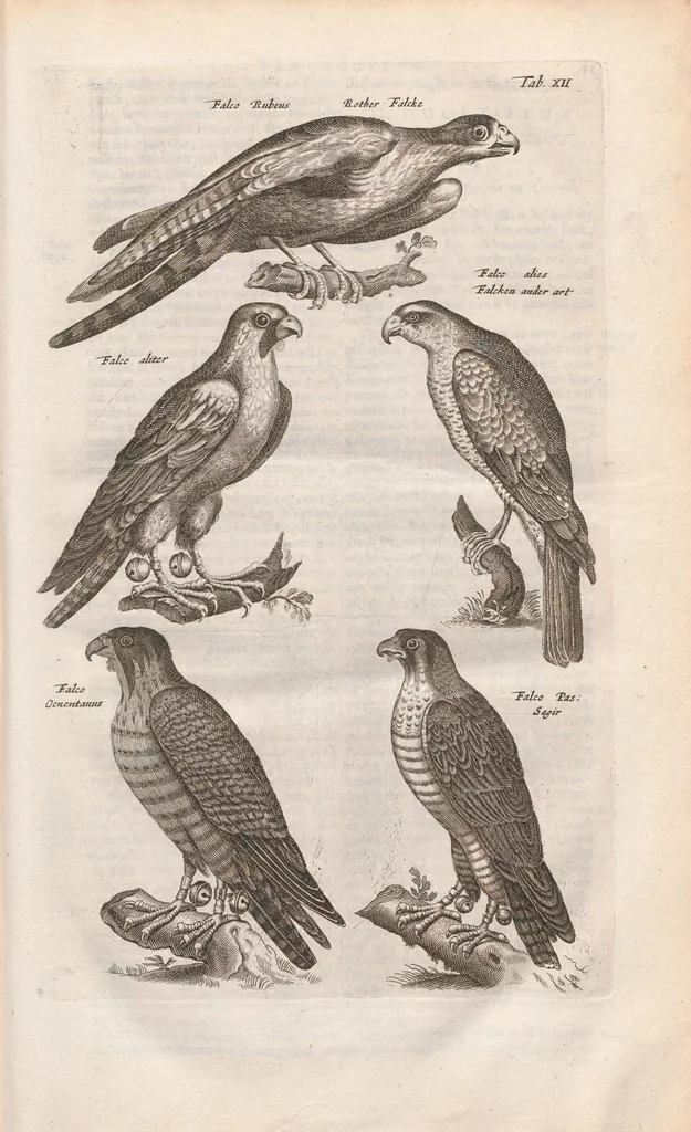 An illustration from Dr. I. Ionstons Beschrijving vande natuur der vogelen neffens haer beeldenissen in koper gesneden, 1660, leaf 49