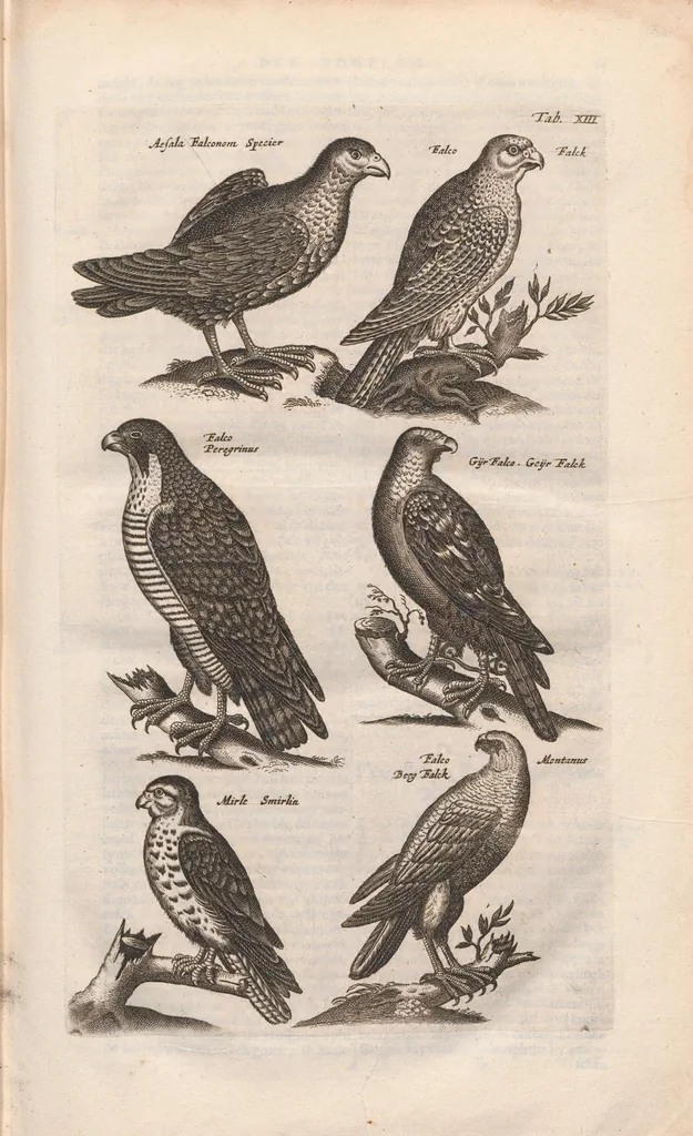 An illustration from Dr. I. Ionstons Beschrijving vande natuur der vogelen neffens haer beeldenissen in koper gesneden, 1660, leaf 53