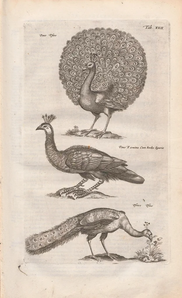 An illustration from Dr. I. Ionstons Beschrijving vande natuur der vogelen neffens haer beeldenissen in koper gesneden, 1660, leaf 91