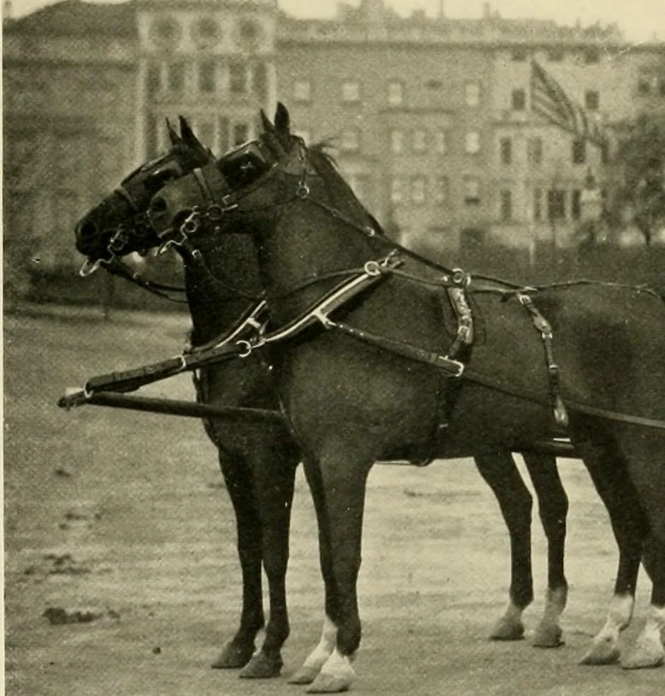 An illustration from Driving, 1903, leaf 211