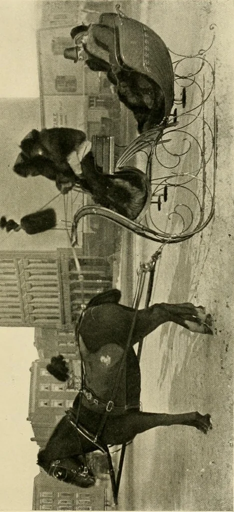 An illustration from Driving, 1903, leaf 441