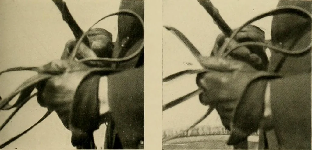 An illustration from Driving, 1903, leaf 151