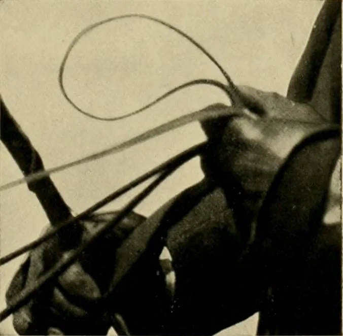 An illustration from Driving, 1903, leaf 159