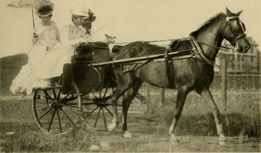 An illustration from Driving, 1903, leaf 231