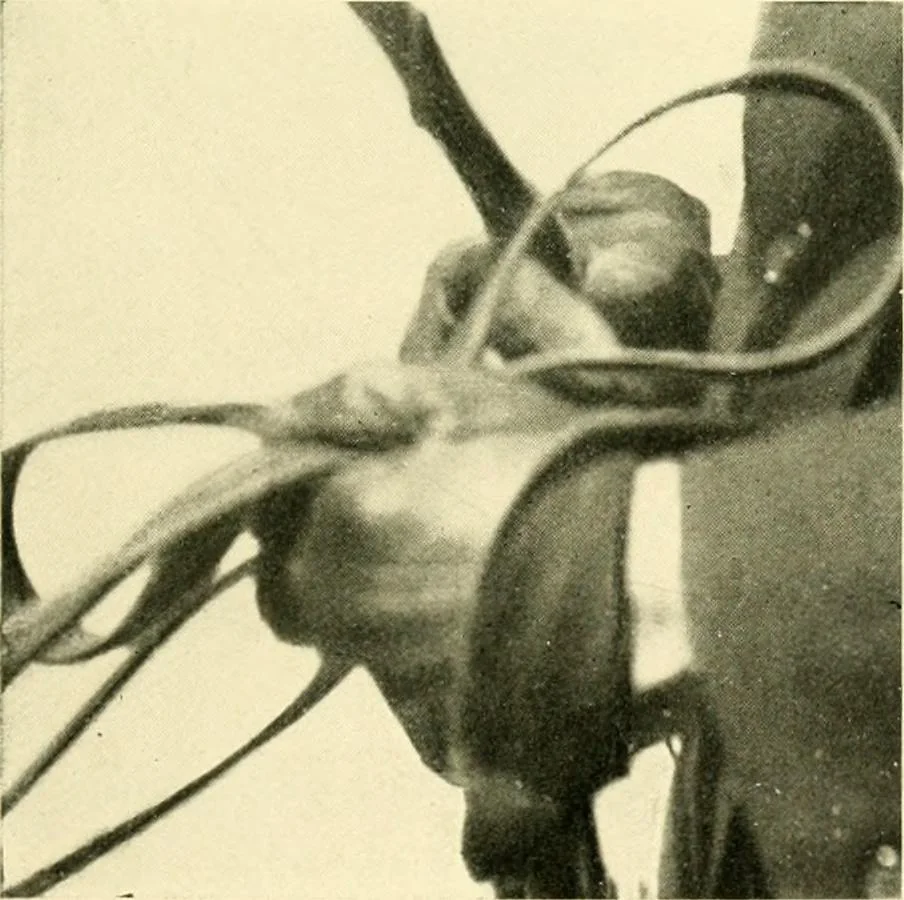 An illustration from Driving, 1903, leaf 151