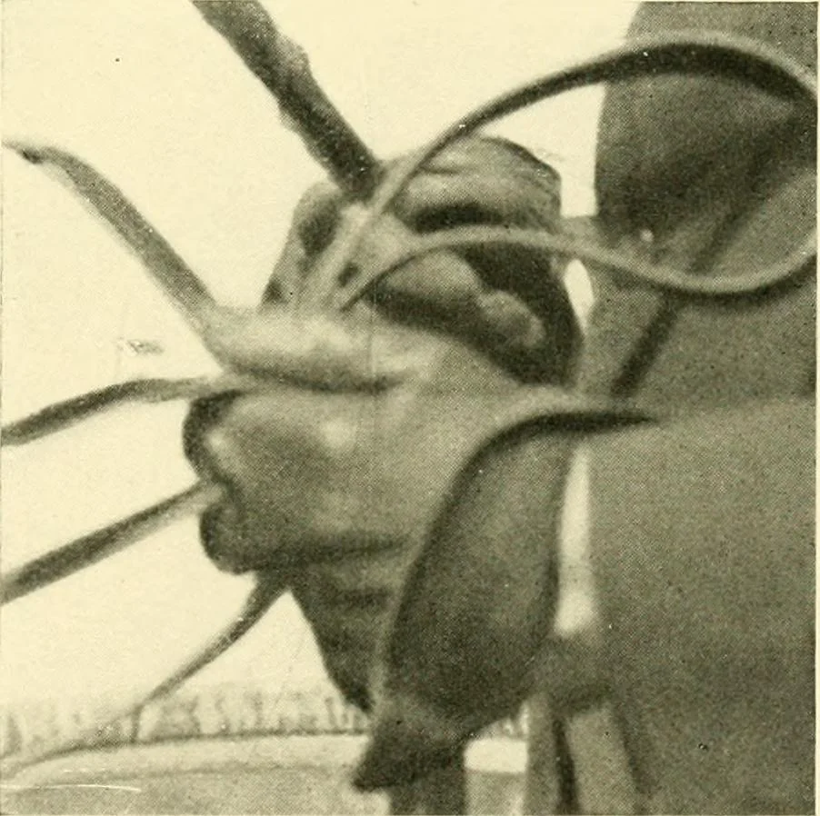 An illustration from Driving, 1903, leaf 151