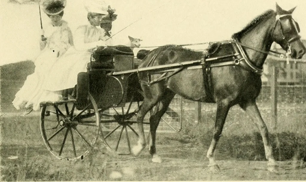 An illustration from Driving, 1903, leaf 231