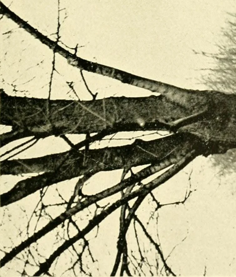 An illustration from Driving, 1903, leaf 429