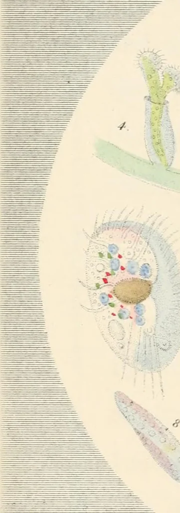 An illustration from Drops of water : their marvelous and beautiful inhabitants displayed by the microscope, 1851, leaf 139