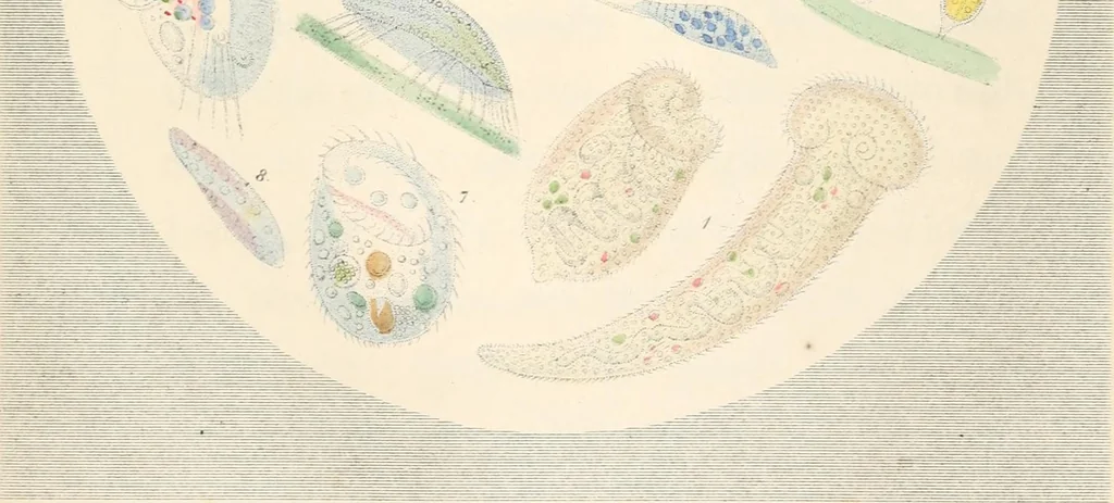 An illustration from Drops of water : their marvelous and beautiful inhabitants displayed by the microscope, 1851, leaf 139