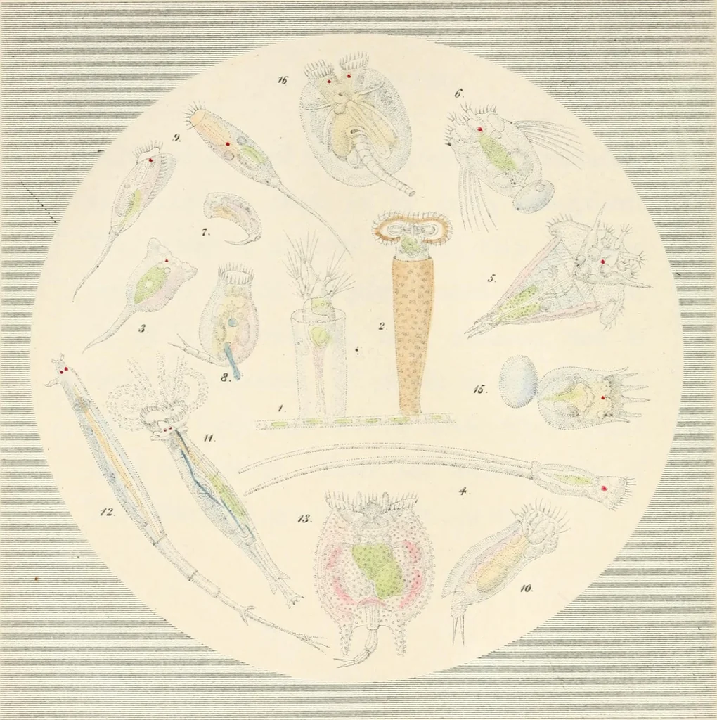 An illustration from Drops of water : their marvelous and beautiful inhabitants displayed by the microscope, 1851, leaf 166