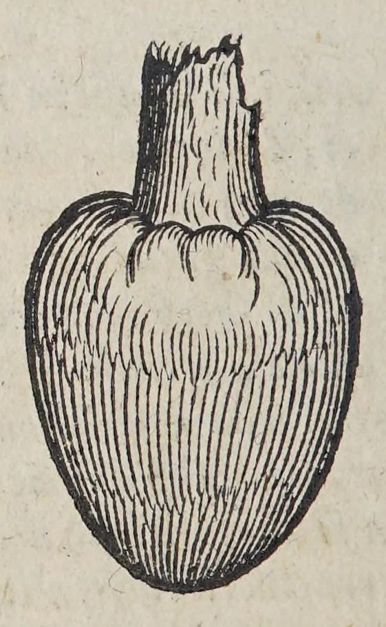 An illustration from Due libri dell'historia de i semplici, aromati, et altre cose; che vengono portate dall'Indie Orientali pertinenti all'vso della medicina., 1582, leaf 158