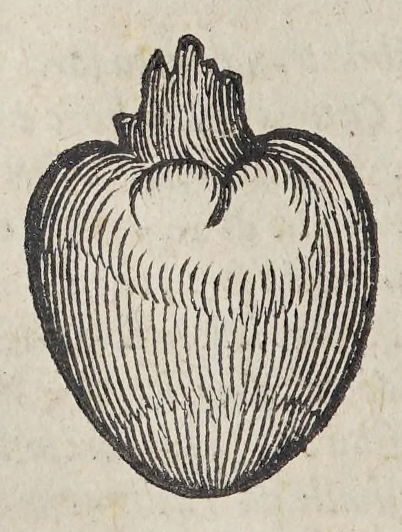 An illustration from Due libri dell'historia de i semplici, aromati, et altre cose; che vengono portate dall'Indie Orientali pertinenti all'vso della medicina., 1582, leaf 158