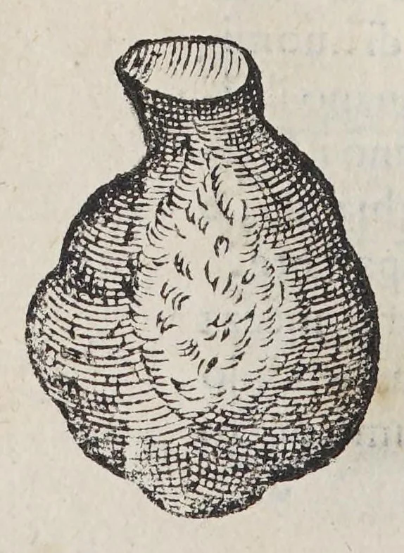 An illustration from Due libri dell'historia de i semplici, aromati, et altre cose; che vengono portate dall'Indie Orientali pertinenti all'vso della medicina., 1582, leaf 196