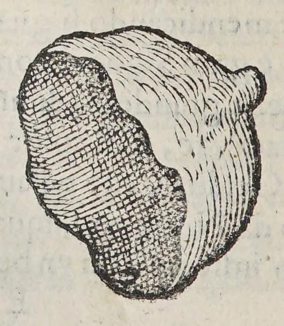 An illustration from Due libri dell'historia de i semplici, aromati, et altre cose; che vengono portate dall'Indie Orientali pertinenti all'vso della medicina., 1582, leaf 196