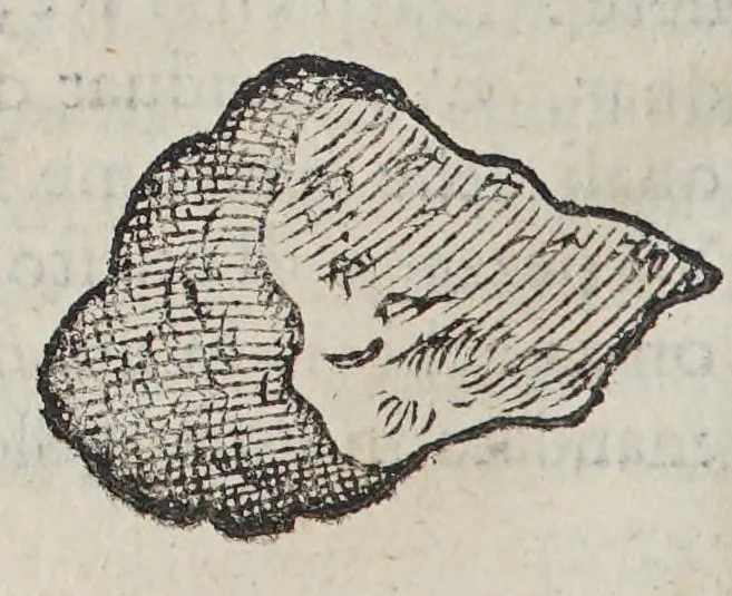 An illustration from Due libri dell'historia de i semplici, aromati, et altre cose; che vengono portate dall'Indie Orientali pertinenti all'vso della medicina., 1582, leaf 196