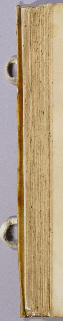 An illustration from Due libri dell'historia de i semplici, aromati, et altre cose; che vengono portate dall'Indie Orientali pertinenti all'vso della medicina., 1582, leaf 566