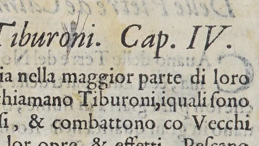An illustration from Due libri dell'historia de i semplici, aromati, et altre cose; che vengono portate dall'Indie Orientali pertinenti all'vso della medicina., 1582, leaf 586