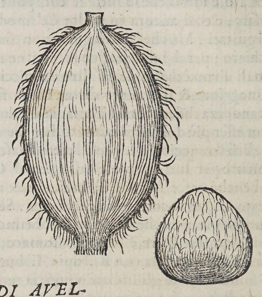 An illustration from Due libri dell' historia de i semplici, aromati, et altre cose, che vengono portate dall' Indie Orientali, pertinenti alla medicina,, 1576, leaf 106
