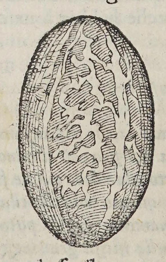 An illustration from Due libri dell' historia de i semplici, aromati, et altre cose, che vengono portate dall' Indie Orientali, pertinenti alla medicina,, 1576, leaf 106