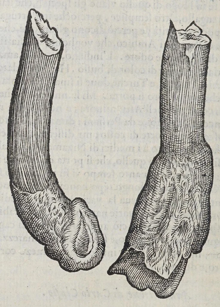 An illustration from Due libri dell' historia de i semplici, aromati, et altre cose, che vengono portate dall' Indie Orientali, pertinenti alla medicina,, 1576, leaf 136