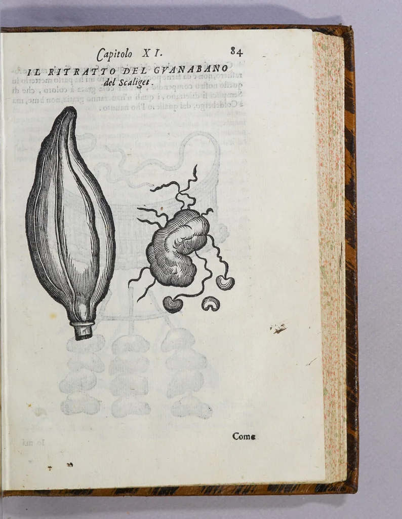 An illustration from Due libri dell' historia de i semplici, aromati, et altre cose, che vengono portate dall' Indie Orientali, pertinenti alla medicina,, 1576, leaf 189