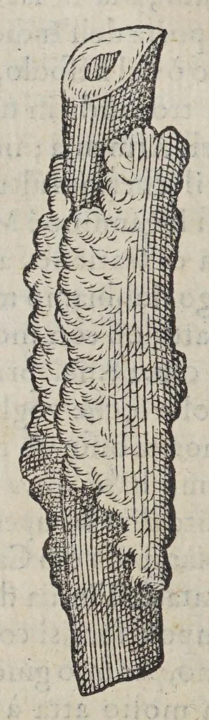 An illustration from Due libri dell' historia de i semplici, aromati, et altre cose, che vengono portate dall' Indie Orientali, pertinenti alla medicina,, 1576, leaf 50