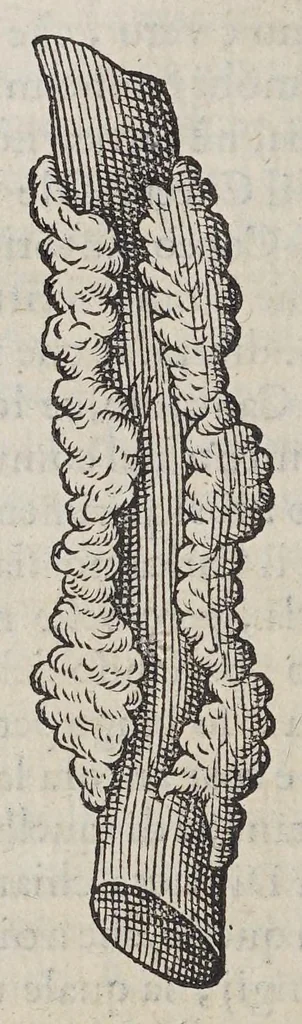 An illustration from Due libri dell' historia de i semplici, aromati, et altre cose, che vengono portate dall' Indie Orientali, pertinenti alla medicina,, 1576, leaf 50