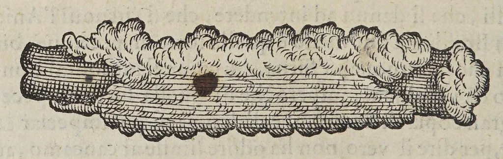 An illustration from Due libri dell' historia de i semplici, aromati, et altre cose, che vengono portate dall' Indie Orientali, pertinenti alla medicina,, 1576, leaf 50