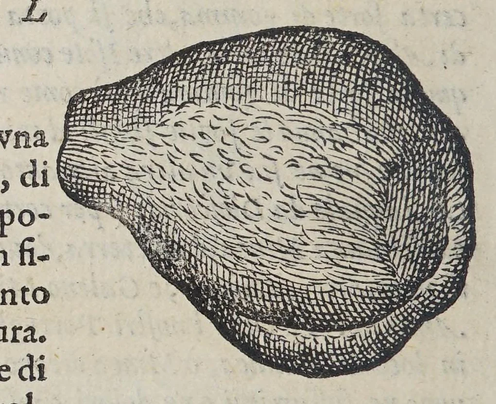 An illustration from Due libri dell' historia de i semplici, aromati, et altre cose, che vengono portate dall' Indie Orientali, pertinenti alla medicina,, 1576, leaf 52